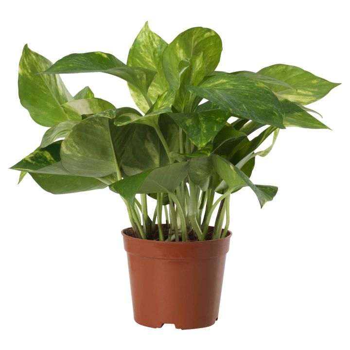 Epipremnum aureum, Scindapsus aureus, Money Plant, (0.28m) - easy to care  for! | Lazada Singapore