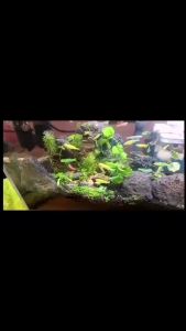 1pcs Natural Aquarium Decor Lava Stone Rockery Landscaping Fish Tank Microporous Volcanic Stone Porous Good for Plants Growth