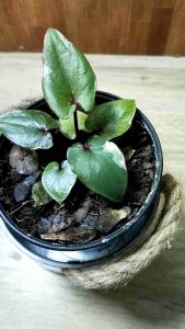 บอนสีเพชร 7 สี ใบสมบูรณ์ลาย สวยง่าย ปก๋ เลี้ยงง่าย พอมาตามต้อง สวยมากๆ