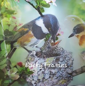 3D Birds Wall Decor with Frame 53cm x 73cm