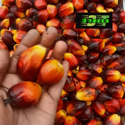 fRESH!! Umpan Buah Sawit Peram Ikan Sungai Ikan Kelah Ikan Patin Ikan Air Tawar