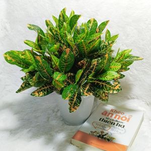 Chậu cây lá giả chậu cây cắm sẵn trang trí nhà cửa sân vườn... VI033 ( chậu nhựa cao khoảng 27cm ngang tầm 25cm)