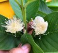 CÂY ỔI NỮ HOÀNG SIÊU TRÁI. 