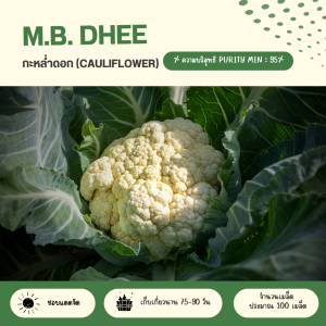 เมล็ดพันธุ์ผักกะหล่ำดอก จำนวน 100 เมล็ด