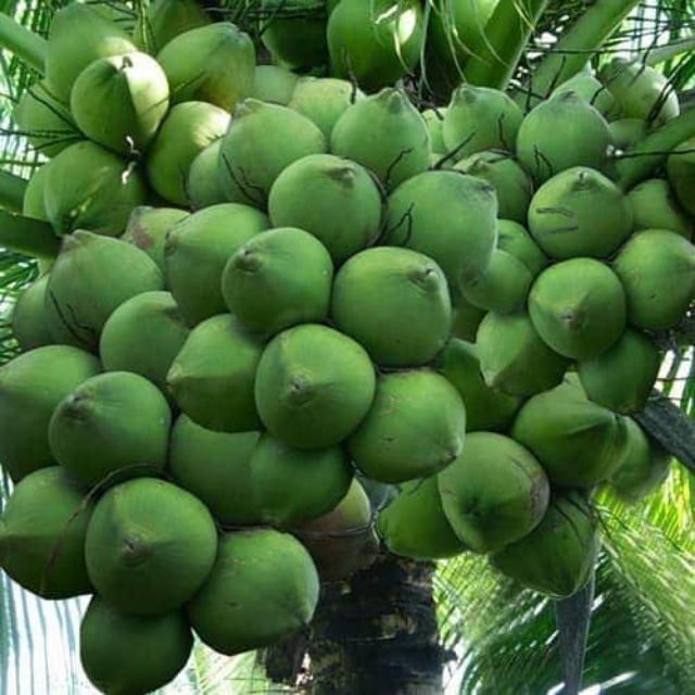 D%E1%BB%AAA%20D%E1%BB%A8A%20(D%E1%BB%AAA%20TH%C6%A0M%20TH%C3%81I%20LAN)-%20c%C3%A2y%20gi%E1%BB%91ng%20-%20c%C3%A2y%20nh%C6%B0%20%E1%BA%A3nh%20-%20Image%203