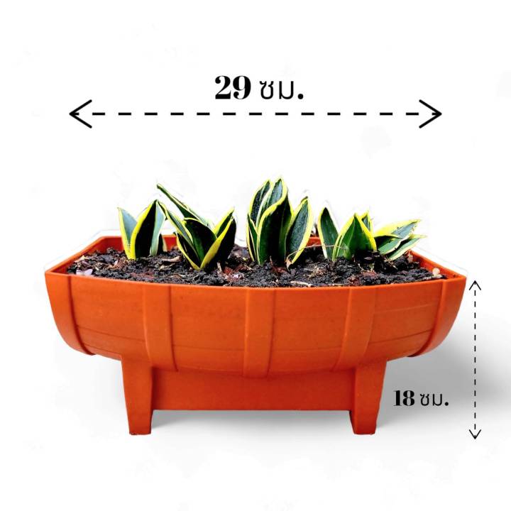 กระถางลายไม้โอ๊คผ่าครึ่ง สำหรับปลูกผักและดอกไม้