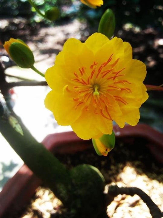 Hoa Mai Cúc Thọ Hương