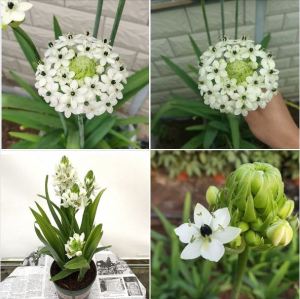 Củ  hoa thiên nga hoa mắt ngọc (1 củ )củ ngậm nụ sắn dể trồng