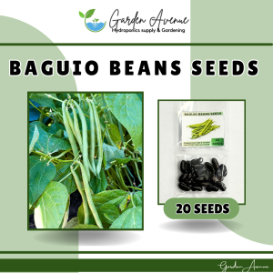 BAGUIO BEANS SEEDS (20pcs seeds) HYBRID/EASY TO GROW/HIGH YIELDING