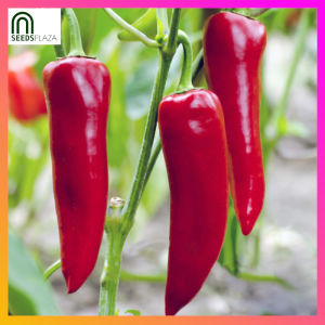SeedsPLAZA™ - Pointed Bell Pepper Seeds for Planting Vegetable Plants (15 Seed) incl. Planting Instruction
