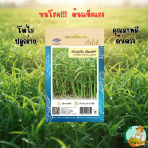 ผักบุ้งจีน เรียวไผ่ CT/OP-006  ผักซอง เจียไต๋  ผักบุ้ง เมล็ดพันธุ์ผัก เมล็ดผัก เมล็ดพืช ผักสวนครัว ประมาณ 420 เมล็ด