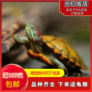 小乌龟活物巴西龟情侣黄金龟观赏宠物龟苗地摊乌龟批发