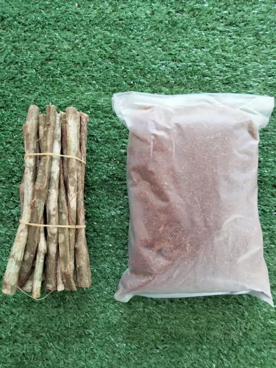 กิ่งม่านบาหลี 20 กิ่ง แถมขุยมะพร้าว ปลูกง่าย โตเร็ว