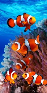 Hiasan dinding motif ikan cantik dan murah