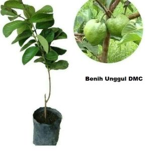 Bibit Jambu Kristal Tanpa Biji Super Okulasi