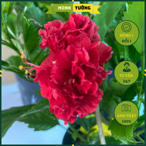 Cây Hoa Dâm Bụt Cánh Kép (Màu Đỏ) - Cây Cảnh Trồng Hàng Rào Sân Vườn