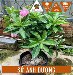 Cây Sứ Ánh Dương - Chậu to khỏe - Đang hoa hoặc sắp cho Hoa - cho sân vườn!
