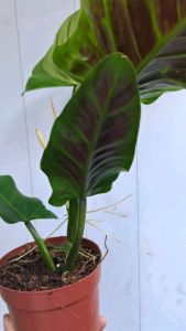 TKP Philodendron Subhastatum Rare Plant Indoor Plant Rare Tropical Climber Aroid