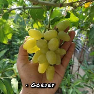 BIBIT ANGGUR IMPORT GORDEY VARIAN BARU