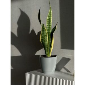 Snake Plant / 虎尾兰 / Lidah Mertua / सैंसेवियरिया – Air Purifying Easy to Grow Drought Tolerant Low Light Friendly Hea