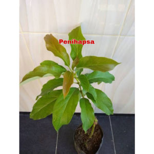 Bibit Alpukat Hass Australia Original Super