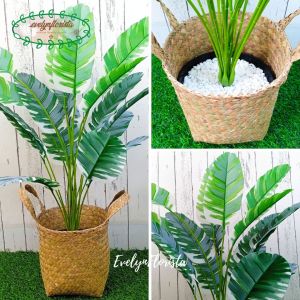 Pohon Daun Musa Florida X18 Semi Latex Artificial Pot Dasar Hitam Cover Anyaman Purun Handle Dekorasi Rumah Hiasan Ruang Tamu