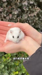 SKISOPGO Portable Hamster Travel Cage Camera Style Carrier Beg Air Ventilation Anti Escape Strap Bottle