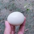 Telur Ayam Kampung Jawa Segar Tembean - Kualitas Terjamin dari Peternakan Berkualitas!. 