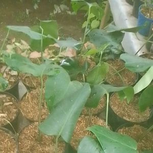 Bunga hidup monsteradeliciosa - tanaman hias monstera king