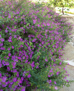 Berjaya Plant Nursery - Cuphea Purple(Pokok Bunga Ungu Hidup/Pokok Hiasan Luar Rumah/Real live Outdoor Plant)