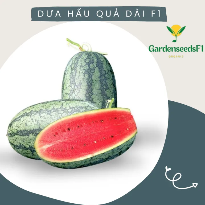 tất cả về tuples trong python để bạn viết... Hạt giống dưa hấu hạt đỏ năng suất cao quả dài 10 hạt/gói | Lazada.vn