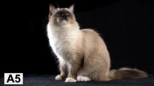 2025 # 10 Ceramic DetachableClipper Replacement Blade Compatible With Andis Oster A5 Wahl KM Series Dog/Animal Clippers 1.5mm