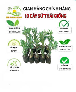 combo 10 cây sứ thái giống gửi nguyên chậu