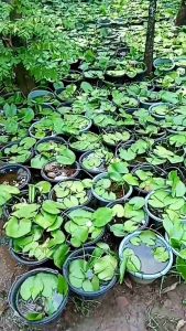 pohon air teratai