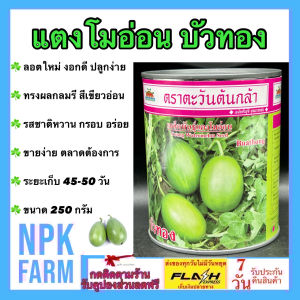 แตงโมอ่อน บัวทอง [ ขนาด 250 กรัม ] หมดอายุ11/69  ตะวันต้นกล้า ทรงผลกลมรี สีเขียวอ่อน รสชาติหวาน กรอบ อร่อย ผลดก อายุเก็บเกี่ยว 45 วัน npkplant