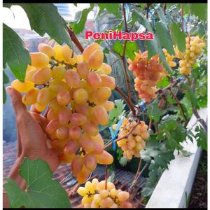 Bibit Anggur Import Transfiguration Stek Grafting