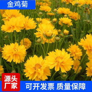 批发大花金鸡菊种子四季种野菊花种子花海绿化多年生宿根花草种子