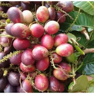 Bibit Tanaman Matoa Kelengkeng Papua Merah Murah