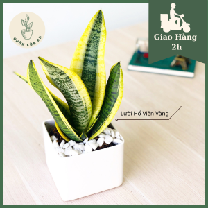Cây Lưỡi Hổ Viền Vàng [cao 30 - 35cm] cây phong thủy hút tài lộc lọc không khí cây trang trí văn phòng nội thất trồng trong nhà