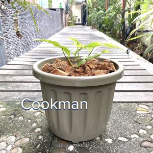 Cookman กระถาง10horst เนื้อหนา เกรดA กระถางต้นไม้ กระถางพลาสติก กระถางปลูกต้นไม้ ทรงโรมัน หนา ขายดีมากก