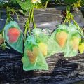 100 Pieces Green Fruit Protection Bags- 6x8 Inch Fruit Netting Bags with Drawstring,Garden Fruit Cover Mesh Bag to Protect Plants from Pest Birds Squirrels. 