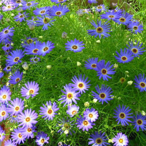 เมล็ดพันธุ์ดอกไม้ เมล็ดพันธุ์ ดอกเบญจมาศสีชมพู ม่วง จำนวน 70-100 เมล็ด ราคา 20 บาท สินค้าพร้อมส่ง มีเก็บเงินปลายทาง เมล็ดพันธุ์ดอกไม้