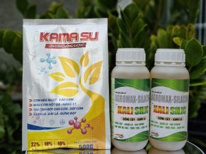 Bộ đôi KAMASU + KALI SILIC giúp sầu riêng lên cơm vàng đều không bị bộp com béo ngọt chống sượng nước và nhão cơm