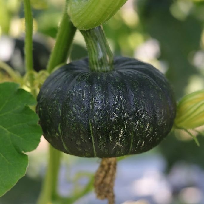 เมล็ดพันธุ์ฟักทองญี่ปุ่นสีเขียว ฟักทองพวง 12 เมล็ด