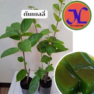 ต้นพันธุ์เยลลี่สูง35-45เซนติเมตร(จำหน่ายต้นละ)ปักชำกิ่งใบเยลลี่นำไปทำวุ้นได้เลย