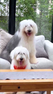 Pure Bites ขนมสุนัข สุขภาพอาหารสุนัข 50g