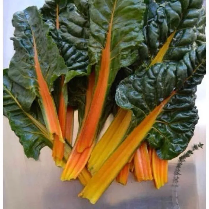 เมล็ดพันธุ์สวิสชาร์ดสีส้ม Orange Swiss Chard