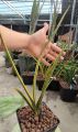 Cây lưỡi hổ - Sansevieria Stella Var. 
