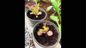 Bunching Onion Sibuyas Dahon Seeds Fragrant Vegetable Seeds ,Bonsai