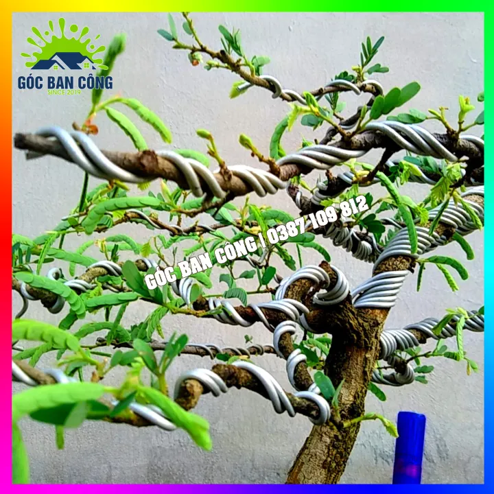 C%C3%A2y%20Me%20Bonsai%20Mini%20D%C3%A1ng%20B%E1%BA%A1t%20Phong%20Gi%C3%B3%20L%C3%B9a%20-%20Image%206